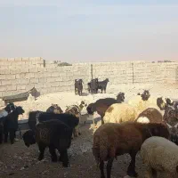 بزغاله چپش چاق و داشتی|حیوانات مزرعه|اندیمشک, |دیوار