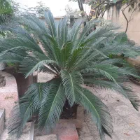 فروش گل وگیاه