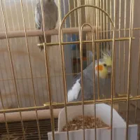 عروس هلندی مولد