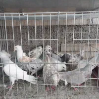 کبوتر رنگی پلاکی دسته ای