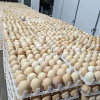 تخمگذار گلپایگانی