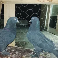 سیاه چشم نوک پاپر