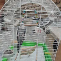 فروش عروس هلندی