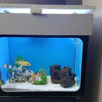 فروش آکواریوم|ماهی|زاهدان, |دیوار