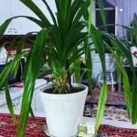 گل طبیعی|گل و گیاه طبیعی|مشهد, شهرک رازی (شهرک غرب)|دیوار