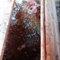 مرغ لری کرچ|حیوانات مزرعه|مبارکه, |دیوار