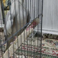 عروس  نر و ماده مولد دستی|پرنده|پاکدشت, پاکدشت (مامازند)|دیوار