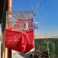 سهره کرمانی|پرنده|زاویه, |دیوار