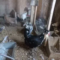 مرغ وخروس گلین اصل