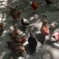 مرغ تخم گذار محلی