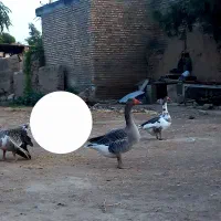 غاز