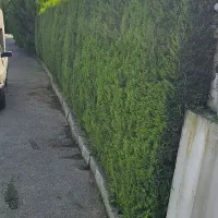 هرس کاج سمپاشی محوطه سازی طراحی|خدمات باغبانی و درختکاری|نوشهر, |دیوار