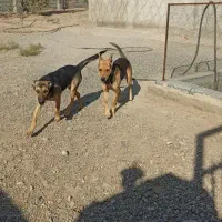 سگ ژرمن و گرگی|سگ|صوفیان, |دیوار