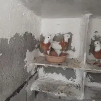کبوتر طوقی