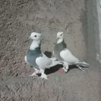 جفت طوقی نر ماده