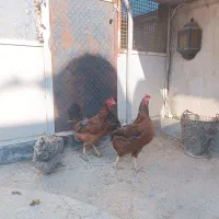 مرغ محلی گلپایگان زینتی تخم گذار جوان کرچ کرورک