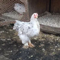 جوجه ۴ماهه کوشین|حیوانات مزرعه|لاهیجان, بوجایه|دیوار