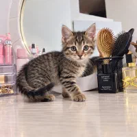 گربه میکس اسکاتیش صورت خرسی ببری چینچیلا
