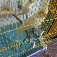 جفت عروس هلندی معاوضه با گیرینجک اهلی|پرنده|خوی, |دیوار