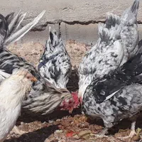 مرغ وخروس گلین|حیوانات مزرعه|بروجن, |دیوار