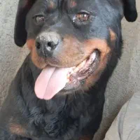 سگ روتوایلر ماده