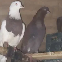 کبوتر پرشی|پرنده|اردکان, |دیوار