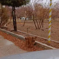 گم شده|حیوانات|بروجن, |دیوار