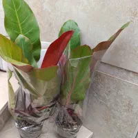 آمستل 190|گل و گیاه طبیعی|نیشابور, شهید بهشتی|دیوار