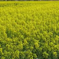 اجاره زمین کشاورزی|فروش دفتر صنعتی، کشاورزی، تجاری|سیمین شهر, |دیوار