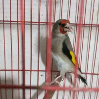 سهره کرمانی گردن کلفت نوک حلب