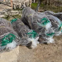 پیوندک گردو چندلر، فرانکت، فرنور، ژنوتیپ