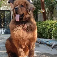 سگ ماستیف تبتی|سگ|اصفهان, سرچشمه|دیوار