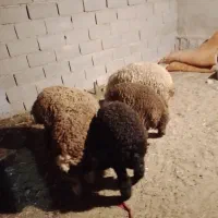پنج بره