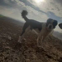 سگ  قدرجونی نر 4ساله