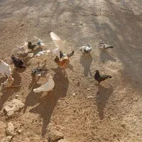 غاز مرغ کبوتر|حیوانات مزرعه|لاران, |دیوار