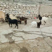 تعدادی بز وبزغاله درجه یک