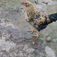 چهار عدد خروس محلی