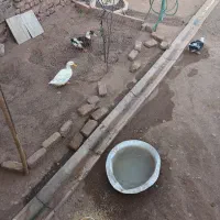 ۳تا اردک