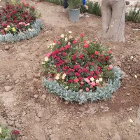 خدمات باغبانی هرسکاری گل کاری درتمام نقاط تهران و.|خدمات باغبانی و درختکاری|تهران, تهرانپارس شرقی|دیوار