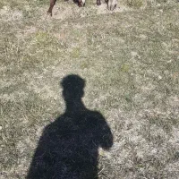 دو عد بر ماد