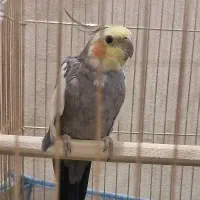 پرنده