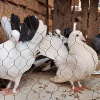 کبوتر|پرنده|اردکان, |دیوار