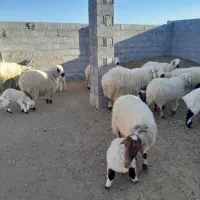 فروش ۷ راس میش بره دار