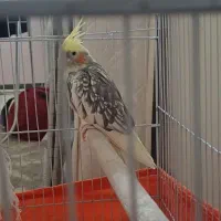 عروس هلندی|پرنده|هشتگرد, هشتگرد قدیم|دیوار