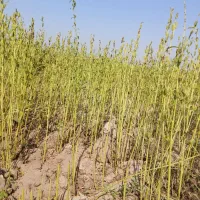 کنجد|خوردنی و آشامیدنی|باوی, |دیوار