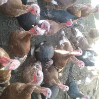 بوقلمون محلی اورگانیک