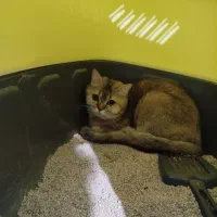 گربه بریتیش گلد