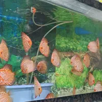 دیسکس کلگسیونی