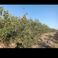 زمین پسته ای