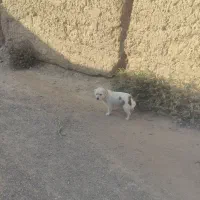 سگ پشمالو|سگ|خلیل آباد, |دیوار